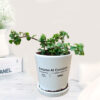 A petite Jade plant, a succulent variety, reaching up to 5 inches in height, suitable for both indoor and outdoor placement, presented in a corporate message printed white cylindrical ceramic pot.